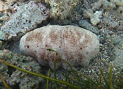 Une holothurie blanche à mamelles non identifiée (peut-être Holothuria fuscogilva ?).