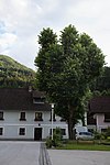 Sommerlinde (Tilia platyphyllos) am Dorfplatz