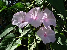 Ipomoea carnea.jpg