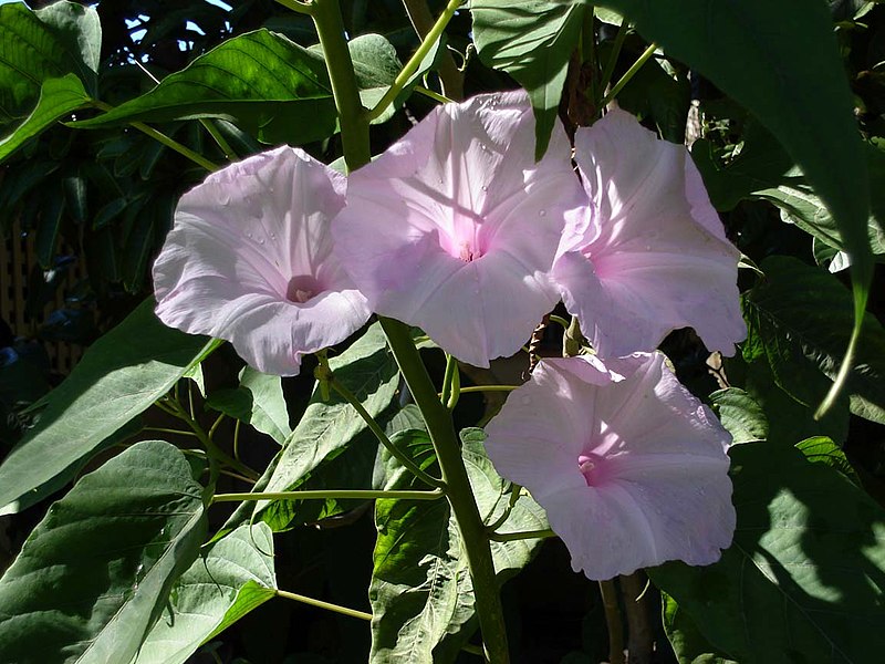 Ipomoea carnea, Bush morning glory. Note the narrow leaves. In a garden in Tonga 