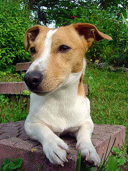 Smooth Coat/Short Haired Jack Russell Terrier