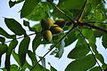 Fruits de Juglans mandshurica