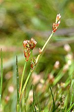 Miniatura para Juncus squarrosus