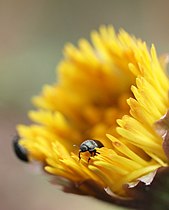 Pissenlit (Taraxacum officinale).