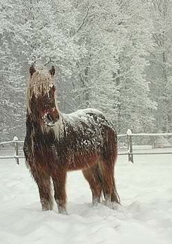 Cavau islandés (Equus caballus) sota la nèu.