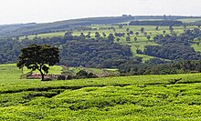 Tea farm near Kericho, Kericho County Kenya-Tealand-Near-Kericho-2012.JPG