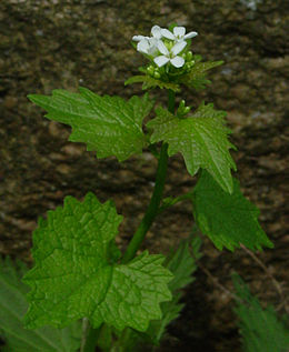 Knoblauchsrauke (NSG Höltigbaum, Hamburg)