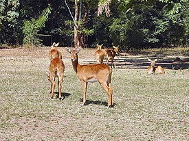 Puku (Kobus vardonii)