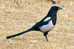 Korean magpie in Daejeon.jpg