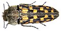 Dactylozodes monterioi