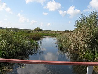 Leitės upė netoli Paleičių kaimo.Foto:Žiedas at lt.wikipedia