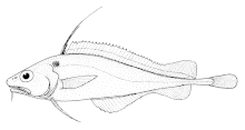 Lepidion microcephalus (Мелкоголовая треска) .gif