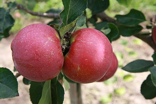 Lobo cultivar