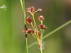 Description de l'image Luzula multiflora.jpeg.