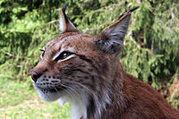 Eurasiatisken Luchs (Lynx lynx)