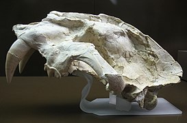 Skull of a Machairodus saber-toothed cat from the Cerro de los Batallones in Torrejón de Velasco