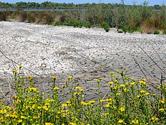 Marguerites jaunes en bordure de sansouïre