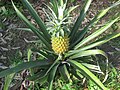 Miniatura Ananas jadalny