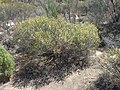 Habit in a nature reserve near Kulin