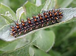 Melitaea phoebe – Raupe