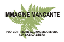 Immagine di Botryopteris mancante