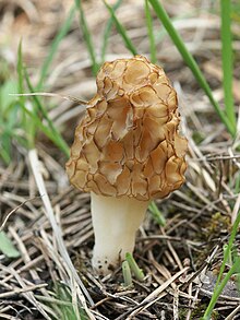 Смрчка (Morchella esculenta)