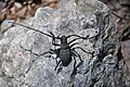 17. Ein schwarzer Käfer