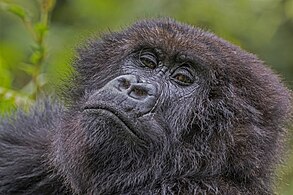 Portrait de Gorilla beringei beringei femelle dans le parc national des volcans, Rwanda.