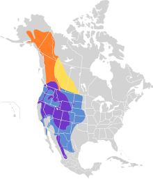 Myadestes townsendi map.svg