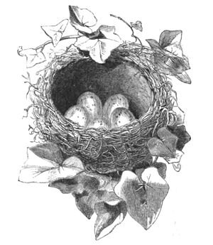 Nest of Song-thrush