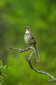 Ocellated Trasher - Oaxaca - Mexico.jpg