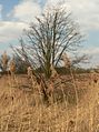 Einzelbaum in der Okeraue