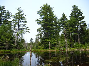 Five Ponds Wilderness Area, St Lawrence Co., New York, USA