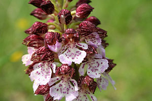 자주난초(Orchis purpurea)