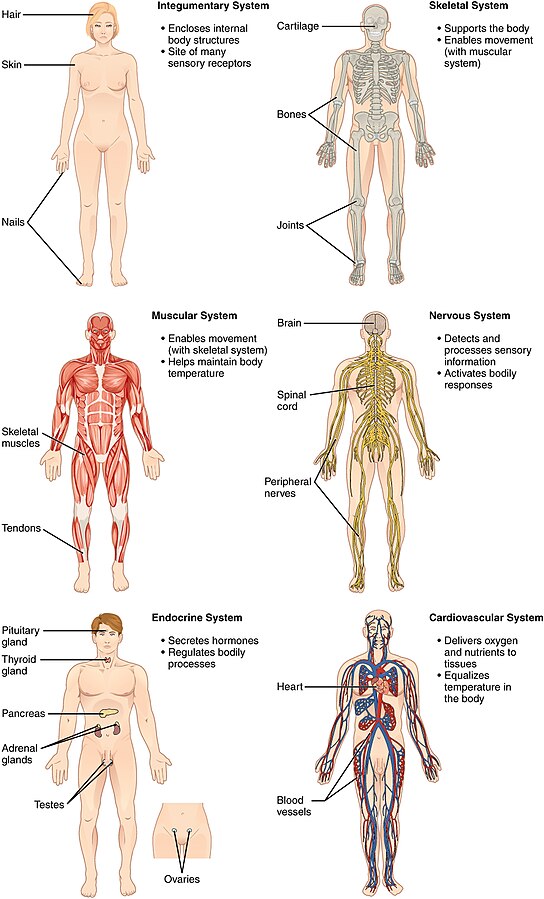 Organ Systems I.jpg