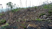 Small-scale logging and coal-making operations at the lower areas of the Sierra Madre mountain range Oriod burnt.jpg