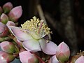 Fleur de Mahurea palustrisi.