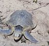 Atlantska morska želva