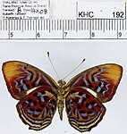 P. t. boulleti, male, ventral view