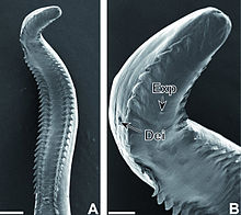 Parasite130039 Pterydodermatites quentini -fig3 Figure 3 A-B.jpg