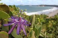Passiflora subrotunda bij de Atlantische kust in Brazilië
