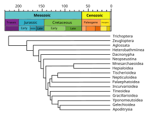 A chronogram of Lepidoptera. In this phylogenetic tree type, branch lengths are proportional to geological time. Phylogenetic chart of Lepidoptera chronogram.svg