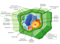 Schematic of typical plant cell Plant cell structure-en.svg