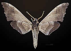 Male underside