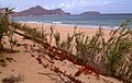 Пляж і дюнна рослинність