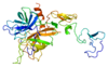 Estrutura da proteína C.