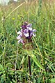 Prunella x intermedia (Prunella laciniata x Prunella vulgaris)