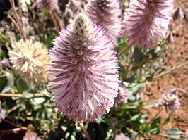 Ptilotus exaltatus