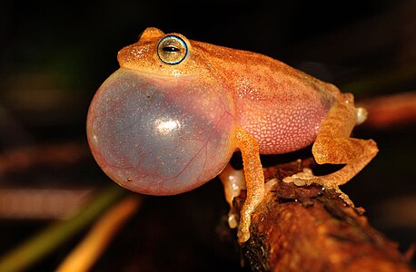 Raorchestes luteolus