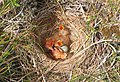 紅翼鶇在地上所築的巢。